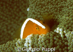 Clown Fish - Wakatobi by Giorgio Puppi 